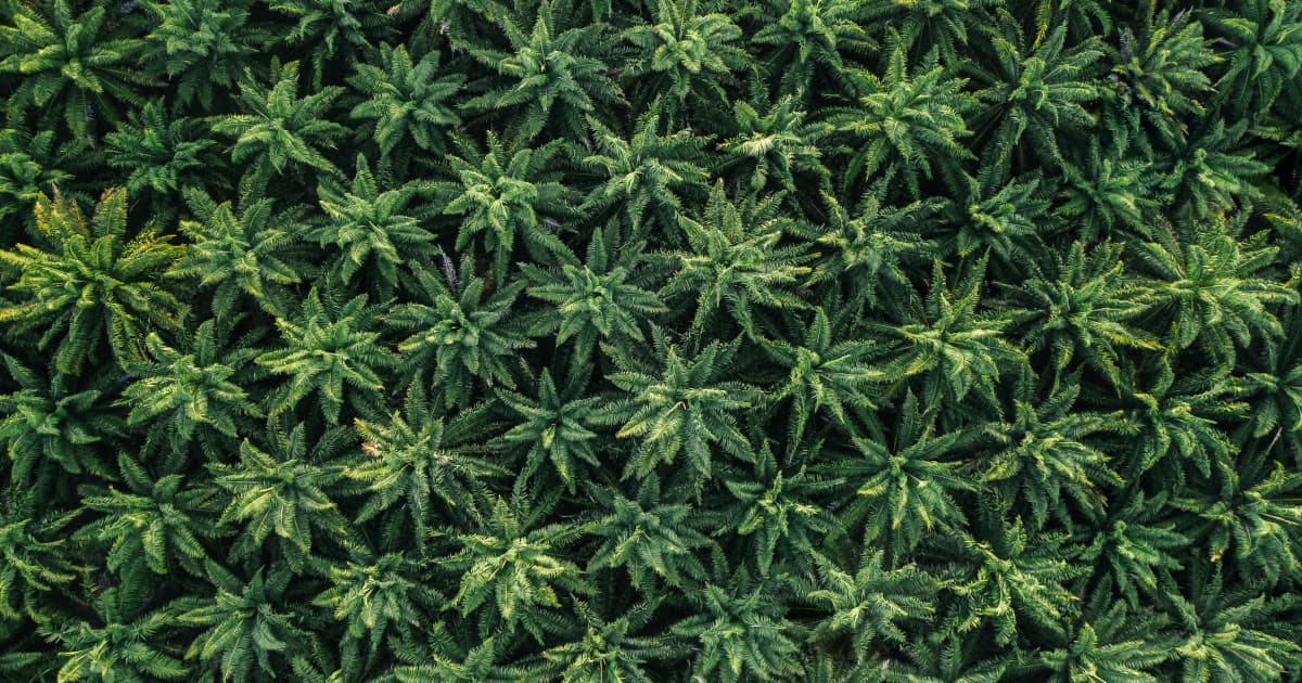 North Dakota Updates Medical Cannabis Program to Include Edibles and Broaden Eligibility