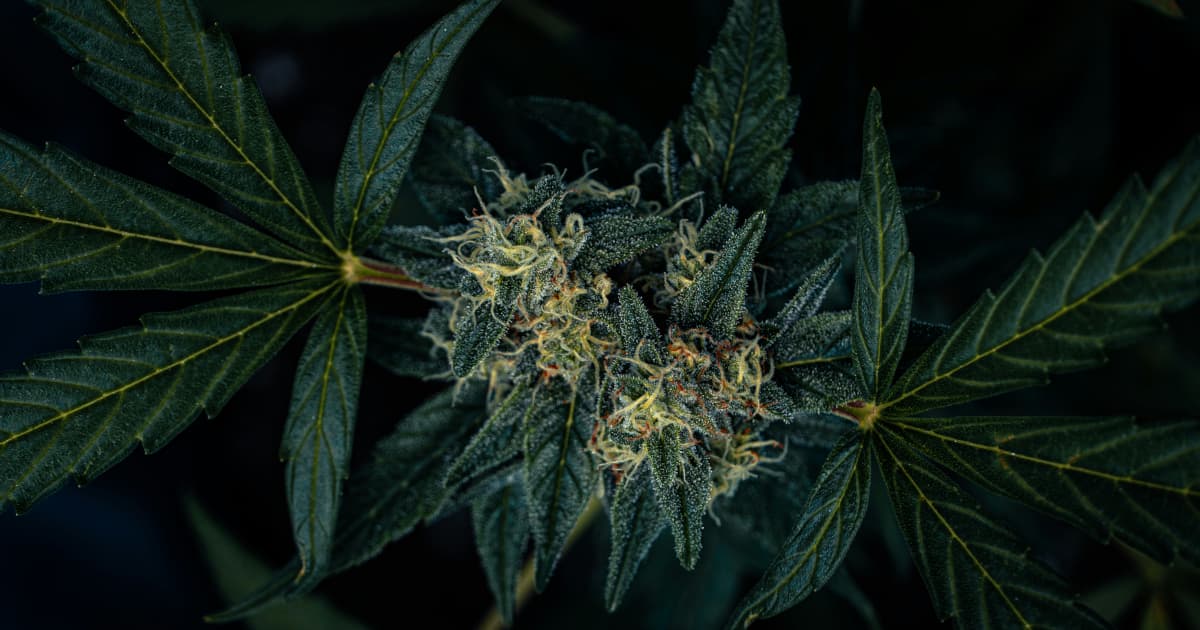 Delaware Sets August 1 Start Date for Adult-Use Marijuana Sales