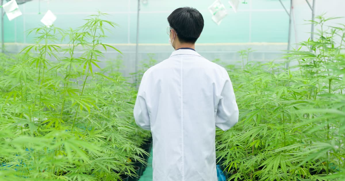 Federally Funded Study Highlights Medical Marijuana's Role in Reducing Anxiety and Depression