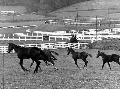 A. Aubrey Bodine's Legacy Captured in Merryland Farms Photograph