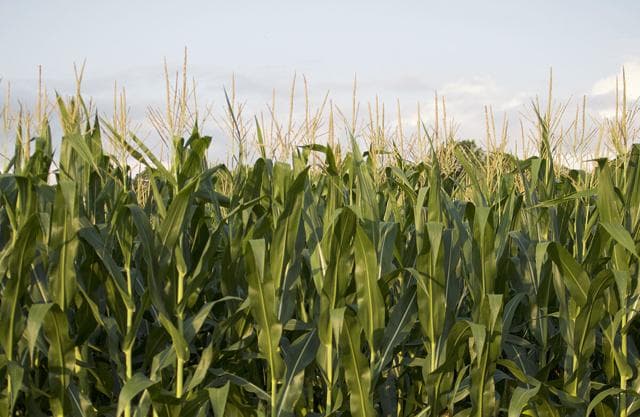 Maryland Farm Program Incentivizes Nutrient Efficiency to Combat Chesapeake Bay Pollution