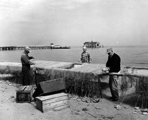 A. Aubrey Bodine's Legacy Captured in "Mending Fishing Nets (1955)"
