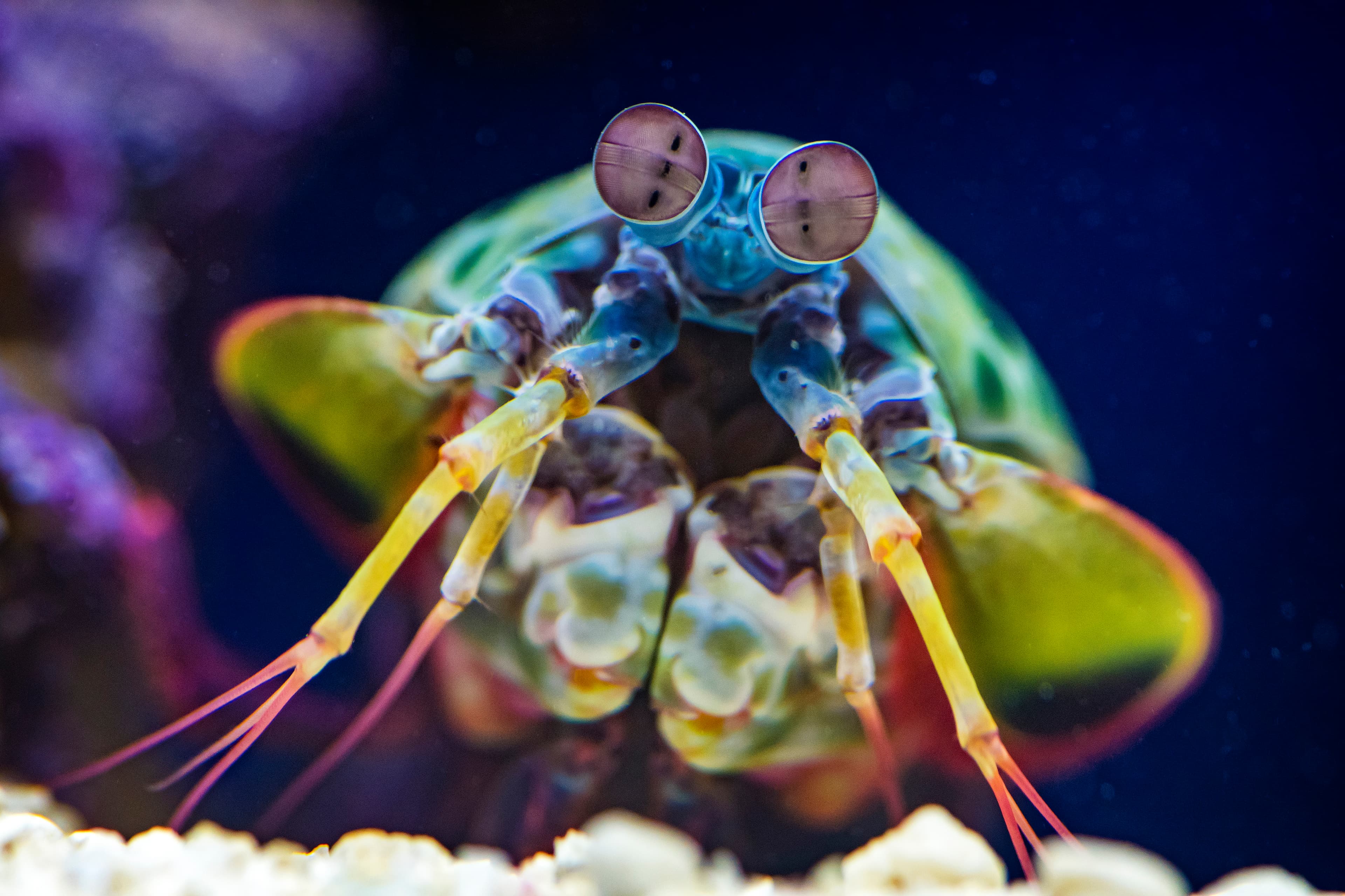 Ripley's Aquarium of Canada Joins Toronto CityPASS, Offering Enhanced Tourist Experience