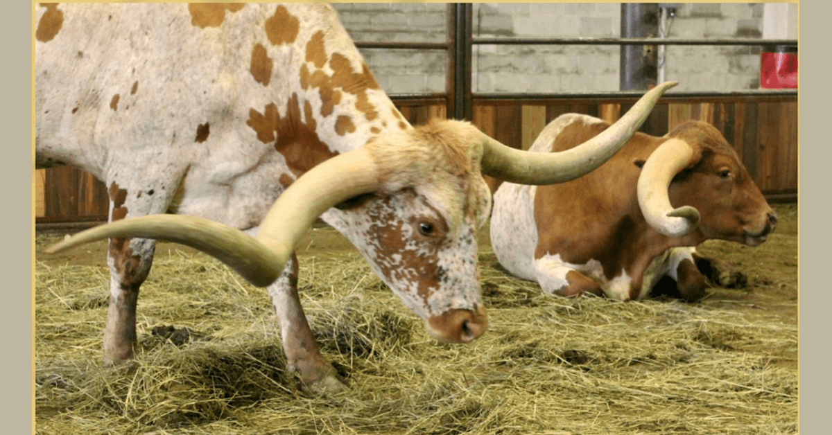 Glen Rose Declares ITLA Texas Longhorn Week with Community Festivities and Championship Show