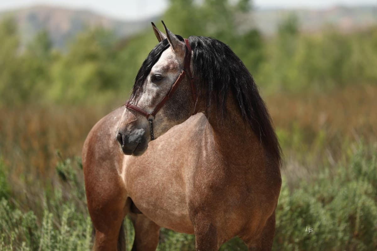 Spanish Horse Fair to Showcase Premier Andalusian Horses in Major U.S. Competition