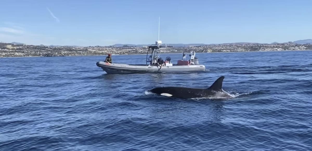Captain Will Elevates Dana Point Boat Charters with Eco-Conscious Adventures