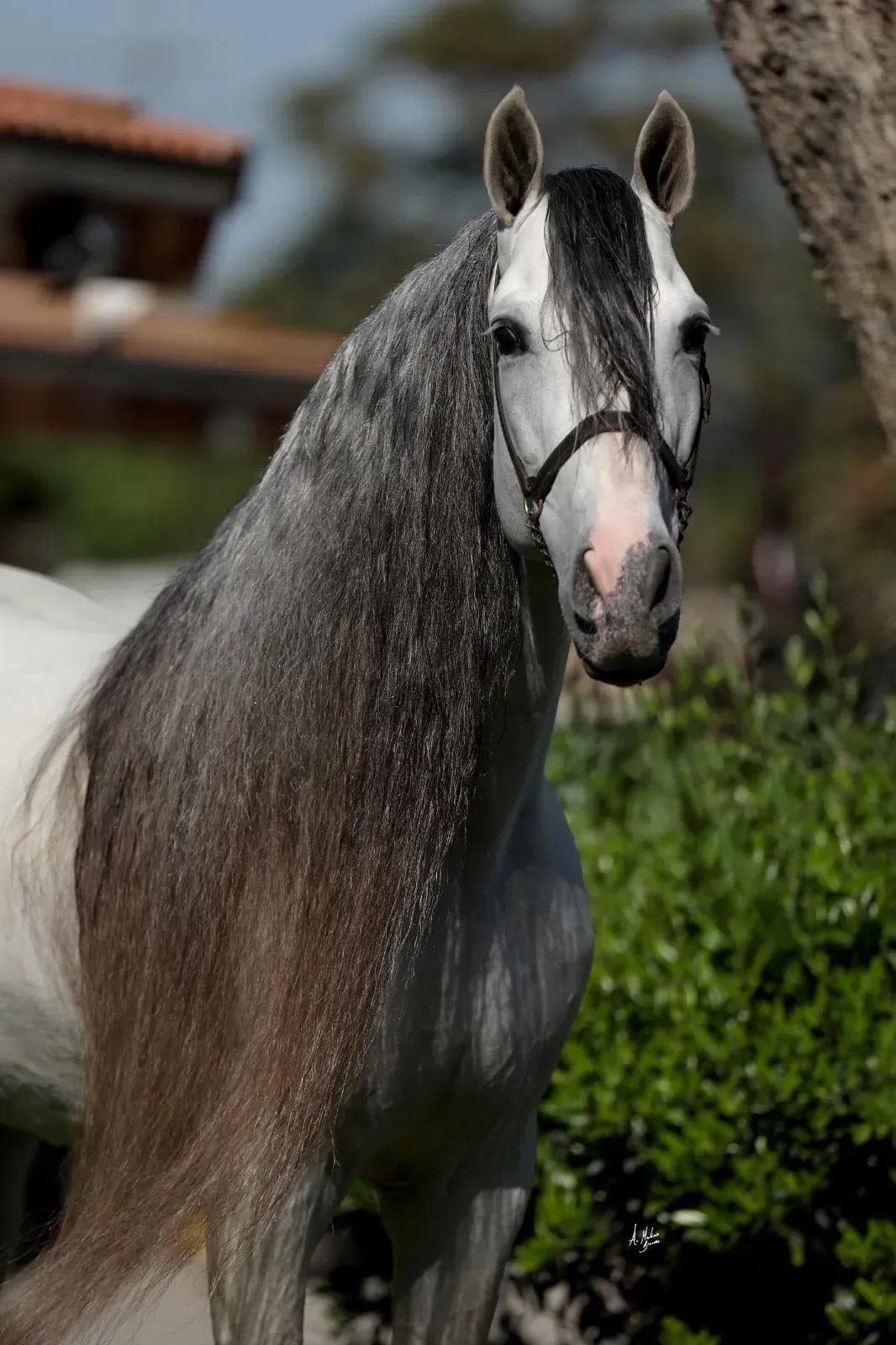 White Stallion Hay Offers High-Quality Andalusians for Dressage Enthusiasts