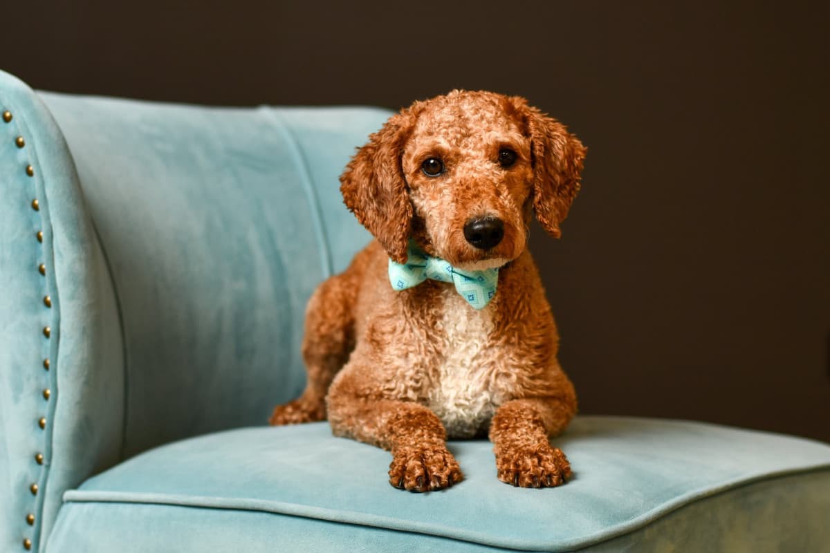 Columbus Photographer Partners with Students to Boost Rescue Dog Adoptions Through Professional Portraits