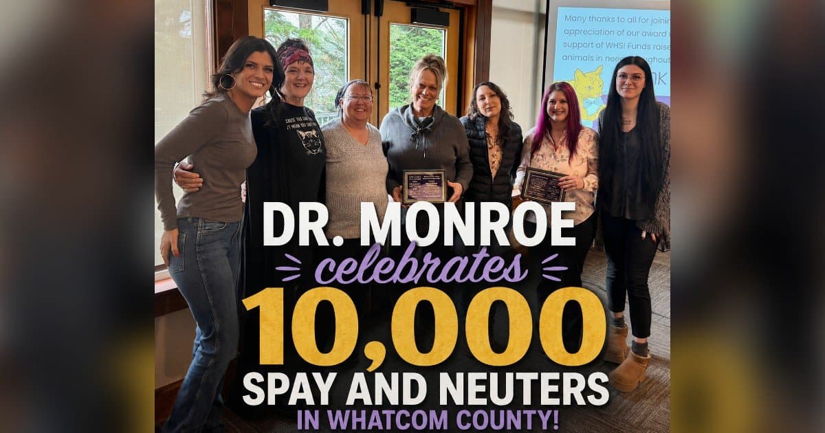 banner image for: Kitten Season Drives Record Demand for Whatcom Feline Alliance Services
