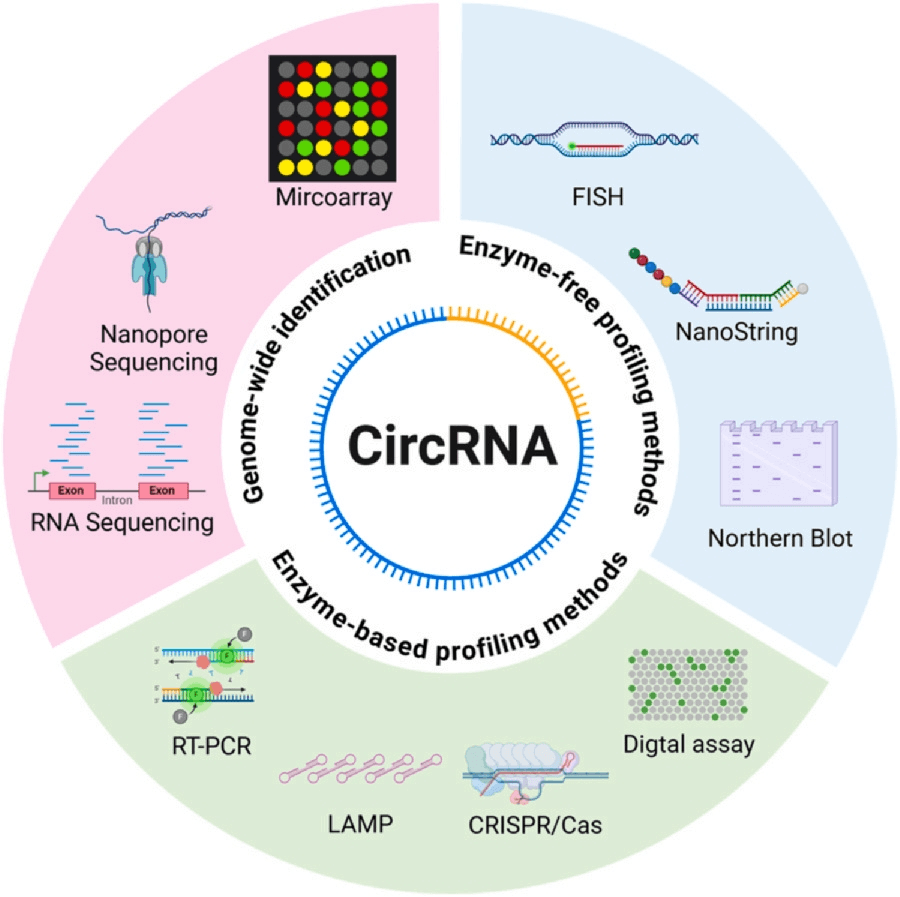 Advances in Circular RNA Detection Methods Hold Promise for Cancer Diagnostics